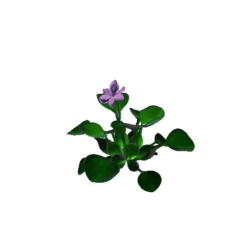 Flower Eichhornia crassipes1 2